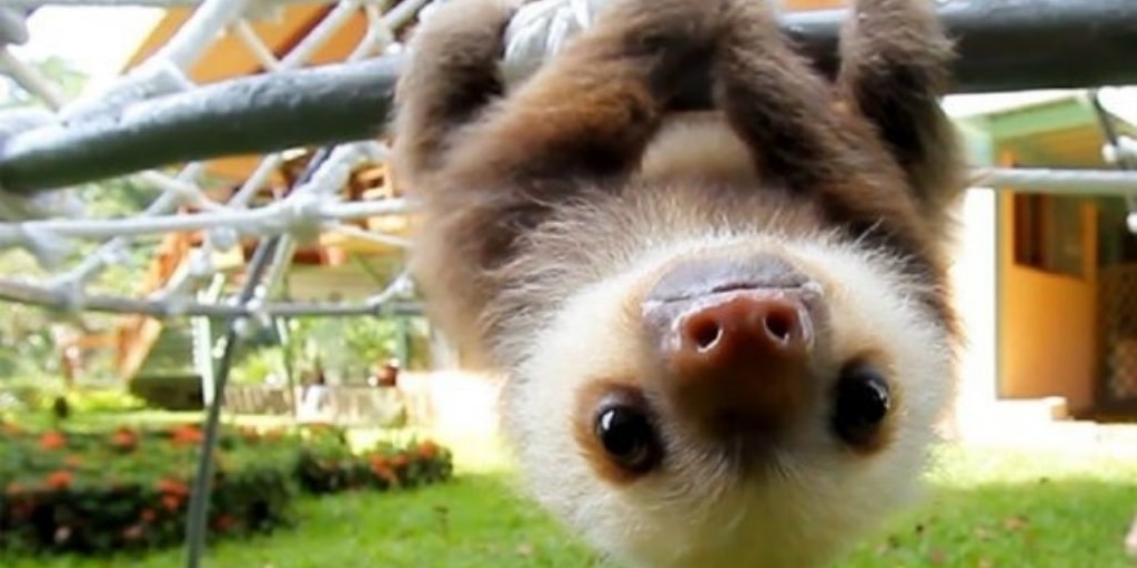 adorable baby sloth hanging upside down