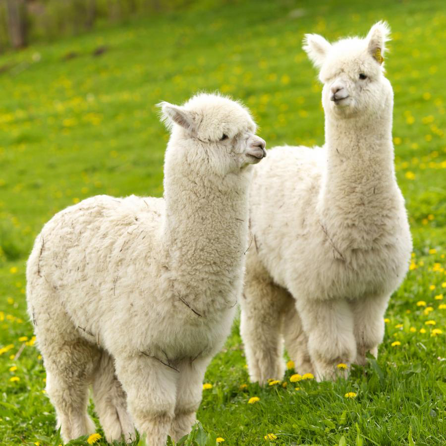 2 very fluffy alpacas